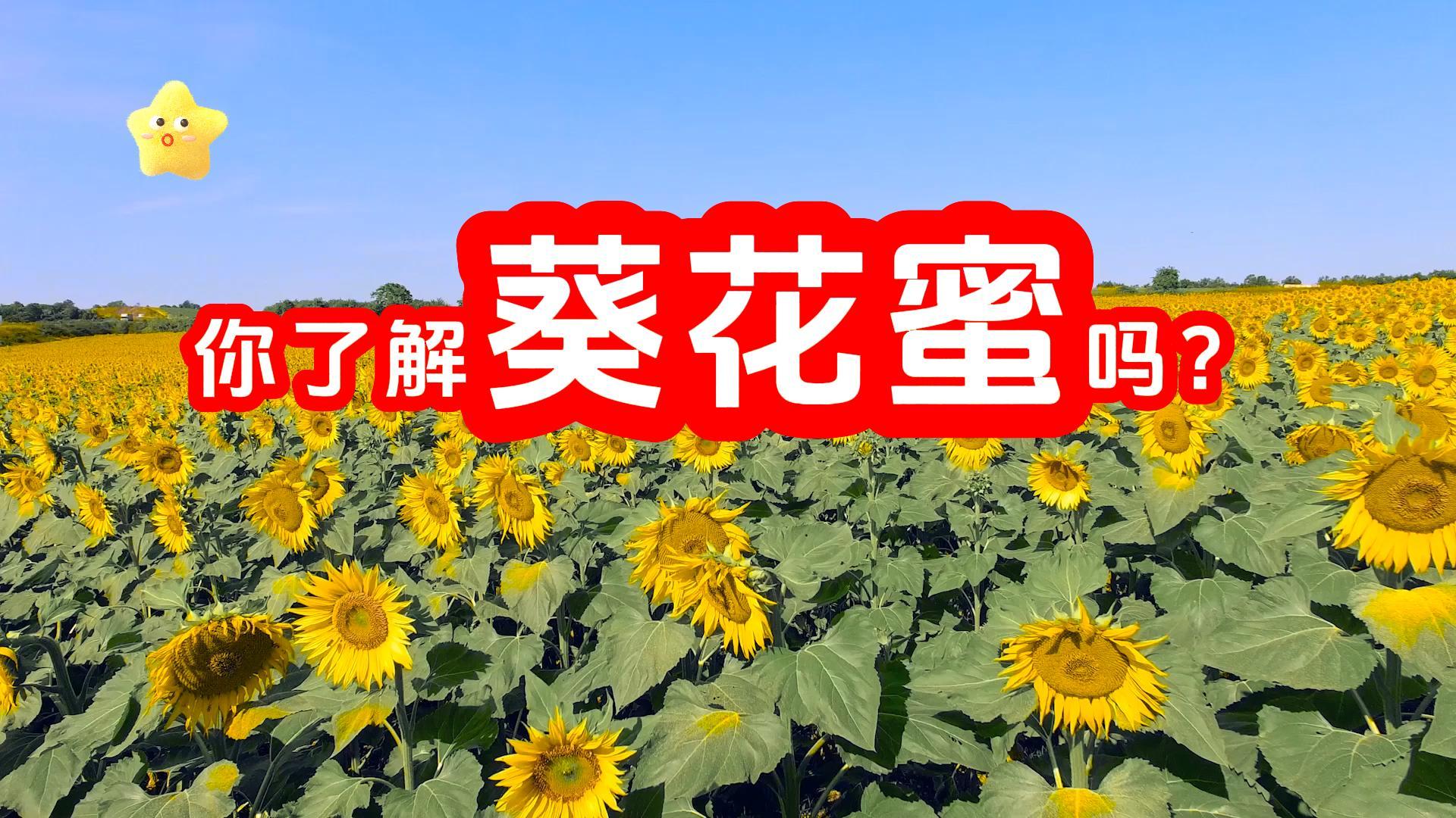 您了解葵花蜜吗？【蜂蜜超市】