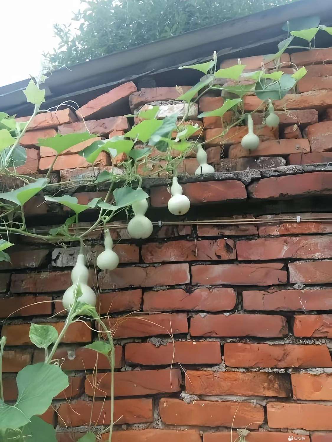 集齐七个葫芦娃，是不是有资格当爷爷？看看谁说的好