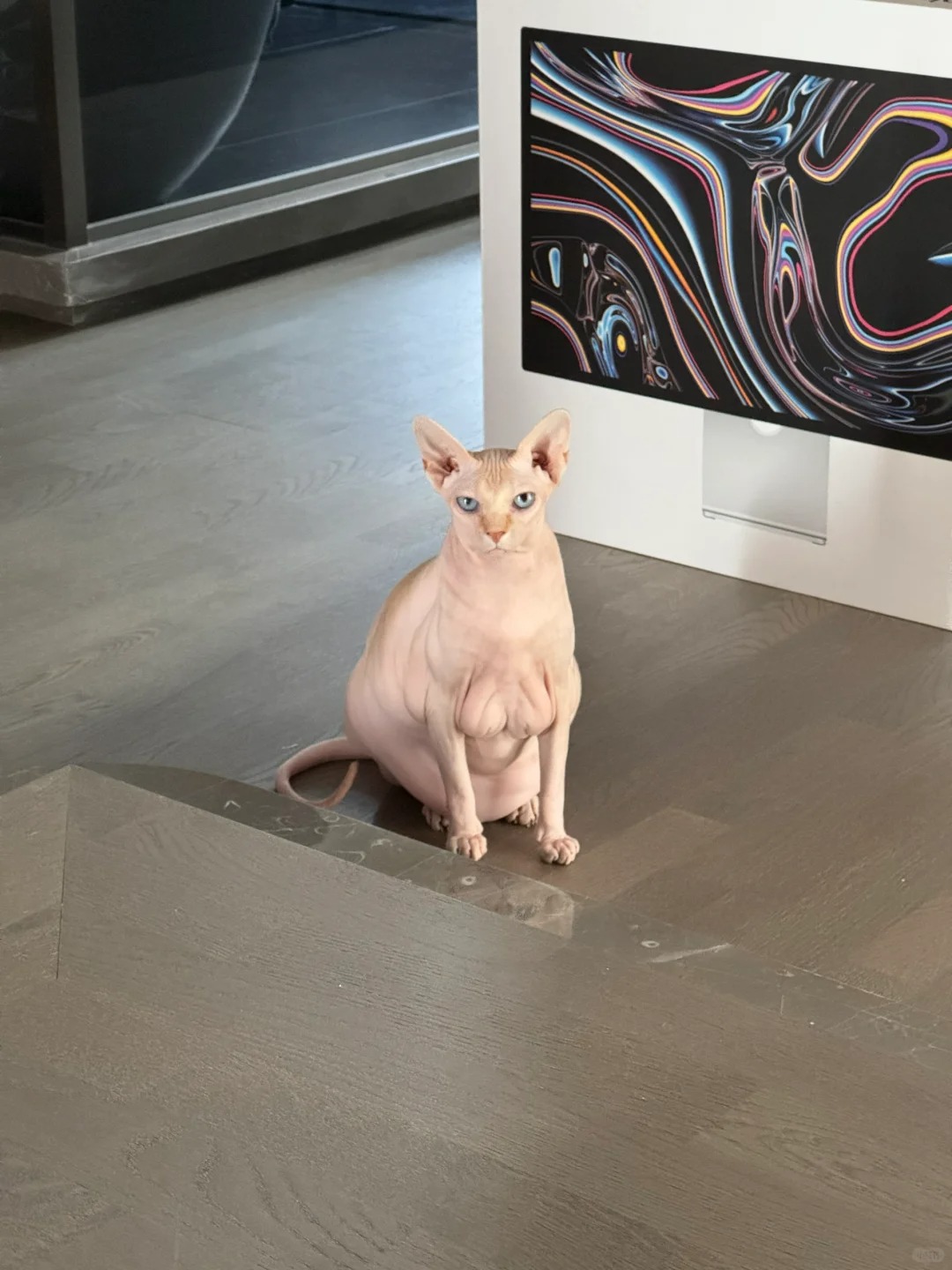 怎么男猫也有副乳？
他胸口那两坨肉，都溢到两边了，好像副乳