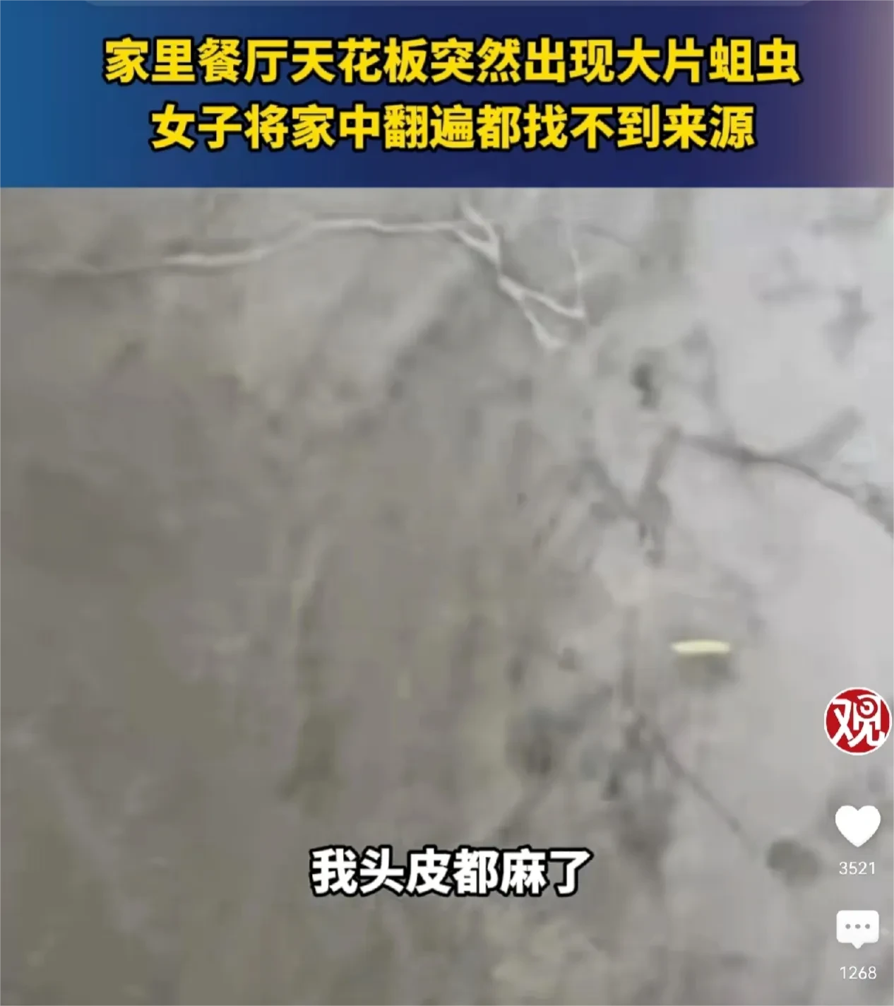 太吓人了，女子家中的天花板上出现了大量蛆虫，白白的蛆虫在房顶上蠕动，让人看着很恶