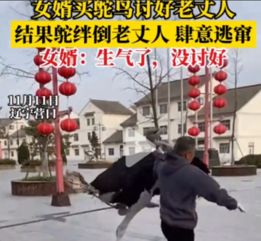 “拍岳父马屁拍到马腿上了？”11月11日，武先生得知未来岳父喜欢养鸟，于是买只鸵