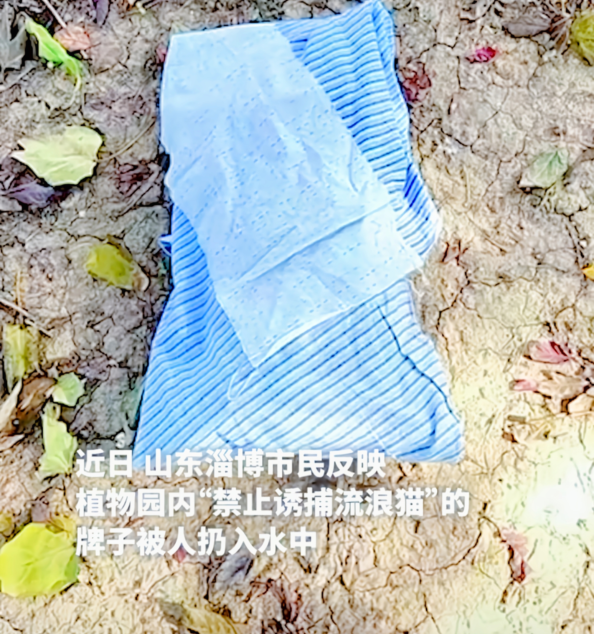 淄博植物园流浪猫被毒引关注
