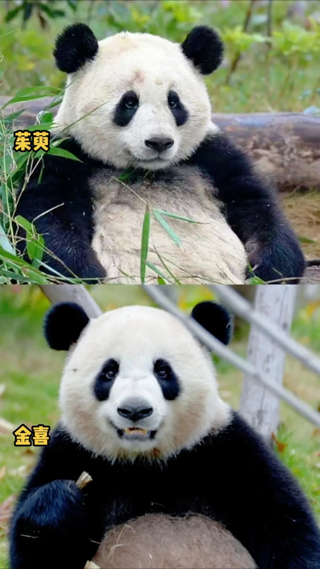 遍插茱萸少两熊