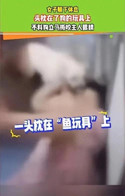 女子头枕狗玩具被狗咬伤

                           