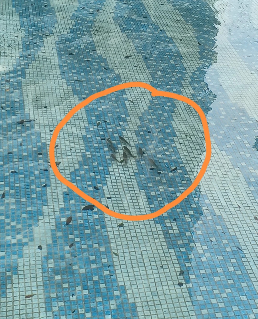 有人在小区游泳池里养鲫鱼😂
刚才路过游泳池，感觉今晚可以加餐了