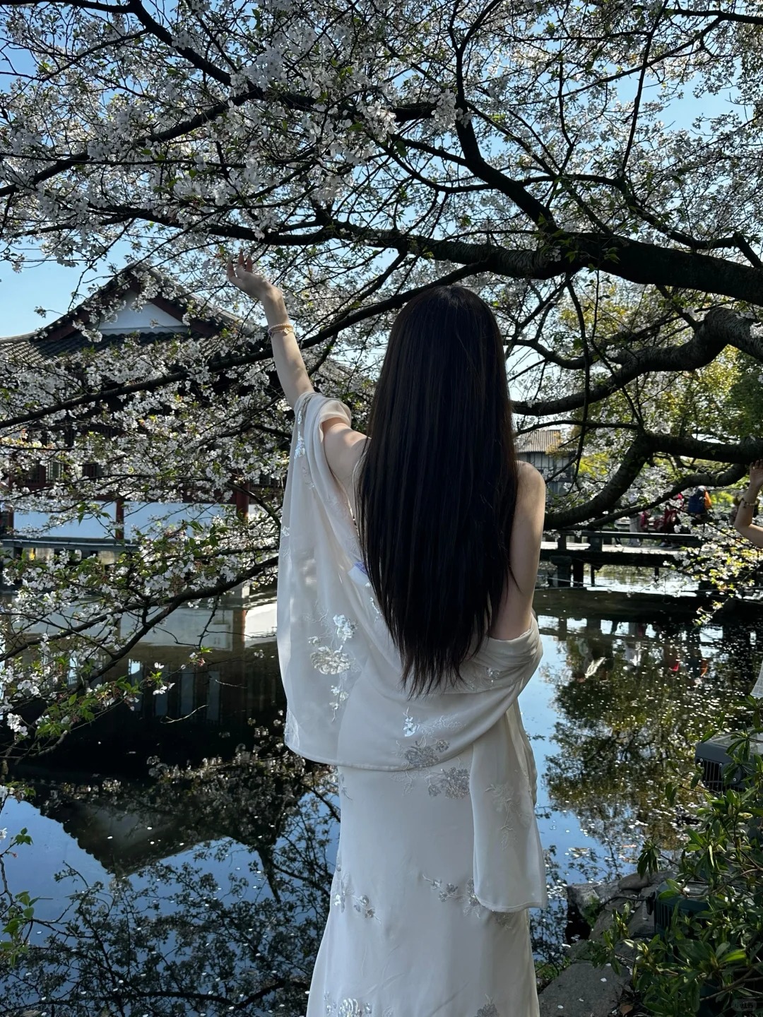 曲院风荷去了！樱花美到流泪，再不拍花要谢了
工作日起了个大早去西湖看樱花🌸
好