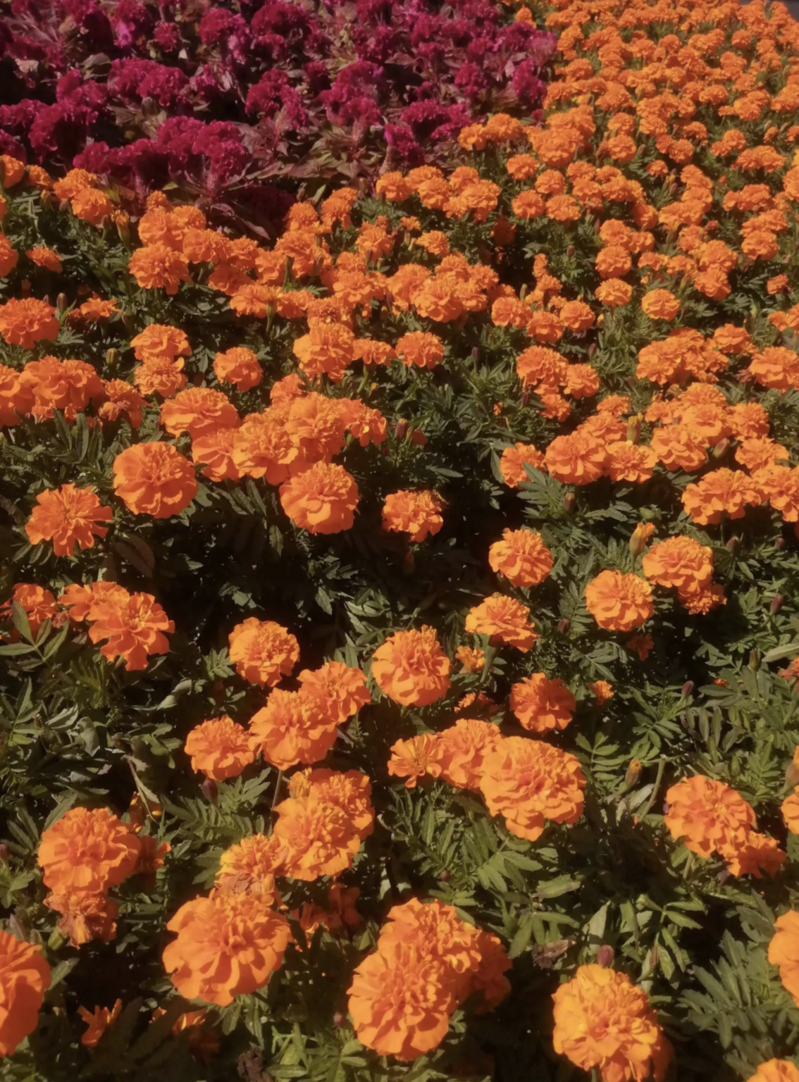 琼瑶选择的花葬，你听说过吗？
 
花葬。可能很多人一听这名字，就觉得很新鲜，甚至