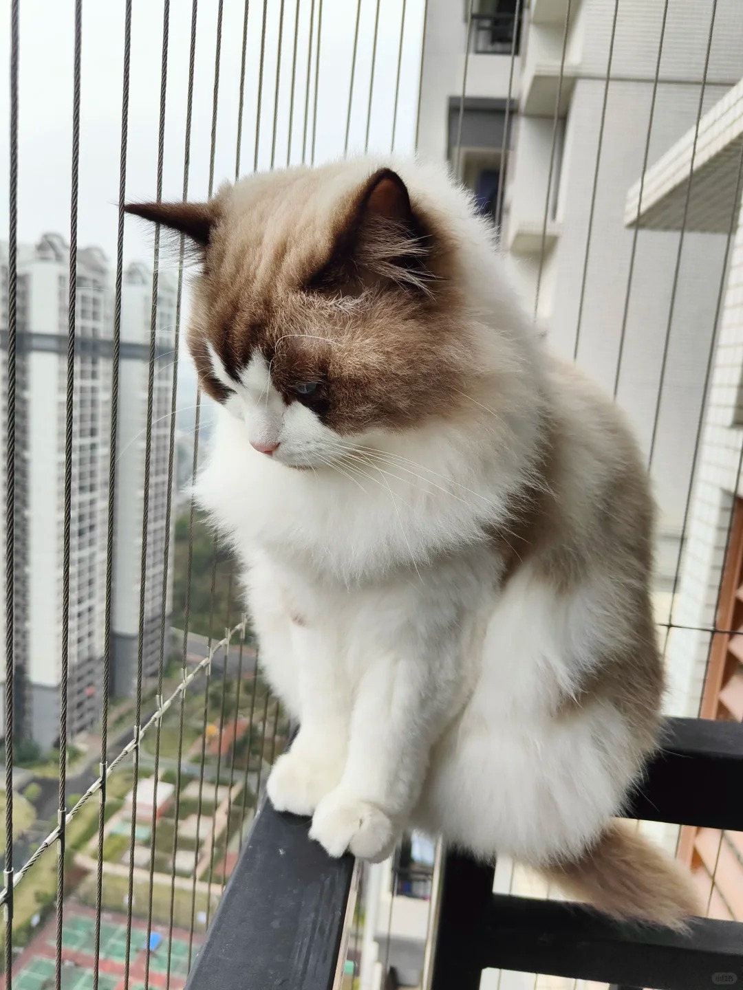 要不要再领养一只猫呢
家人们，家里一只感觉他好孤独，我上班时间看监控他基本在睡，