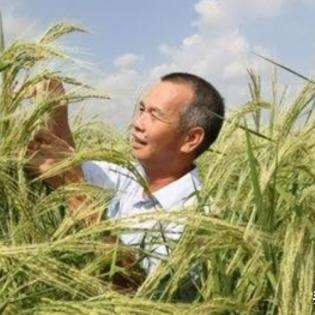 2016年，我国杂交水稻之父袁隆平院士找到了“海稻人”陈日胜先生，询问他要不要加