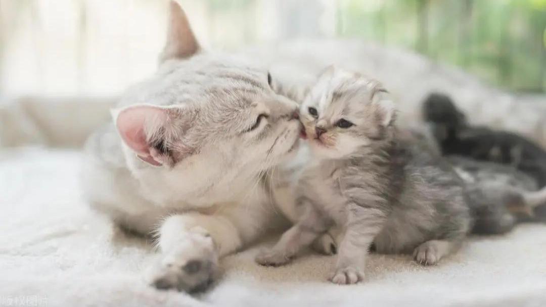 养猫驱虫不当，猫咪健康亮红灯？正确方法在这里！