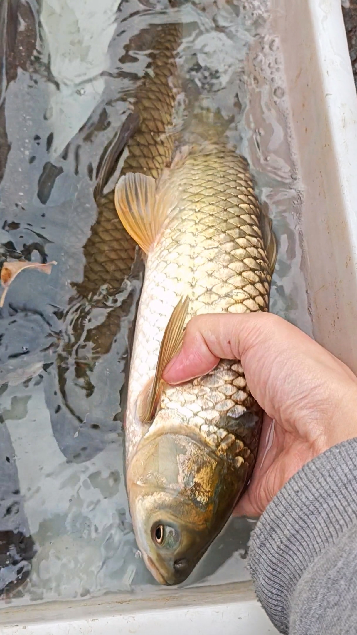 【瘦身氹仔鱼，可能不输野生，广州莲花山码头】

瘦不拉几的鲫鱼，这也卖？金光闪闪