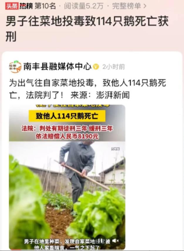 “这下可闯祸了！”湖南，男子种的菜地，经常被邻居家的家禽啃食，赶了几次，但都没有