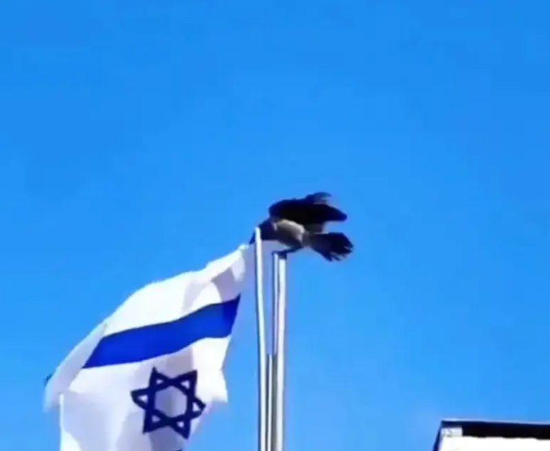 大家还记得去年乌鸦扯掉以色列国旗么？
现在想想去年，有一只乌鸦硬生生把以色列国旗