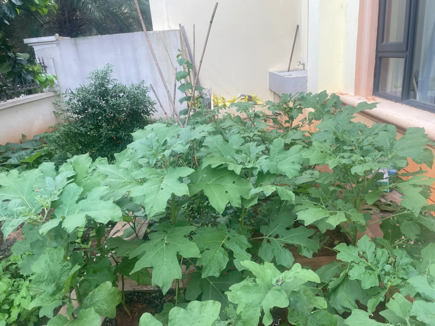 有种占着茅坑不拉屎的感觉？
网上买的是茄子，卖家也确定它是茄子，但就是不长茄子。