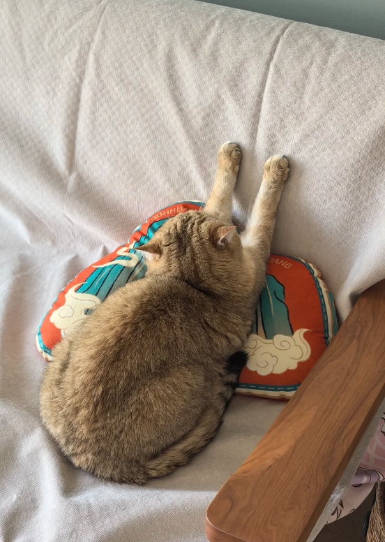 第一次见猫做这个姿势