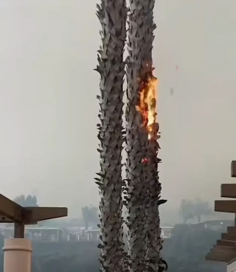 这一刻，美国人抓狂了！恐怖的火情彻底没法控制，真的没法控制！

美国洛杉矶大火没