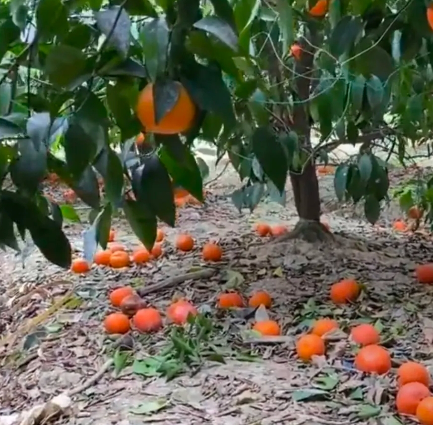 果农太难了
果园里沃柑掉了一地，看得心里满是酸涩。黄澄澄的沃柑，原本是果农们的希