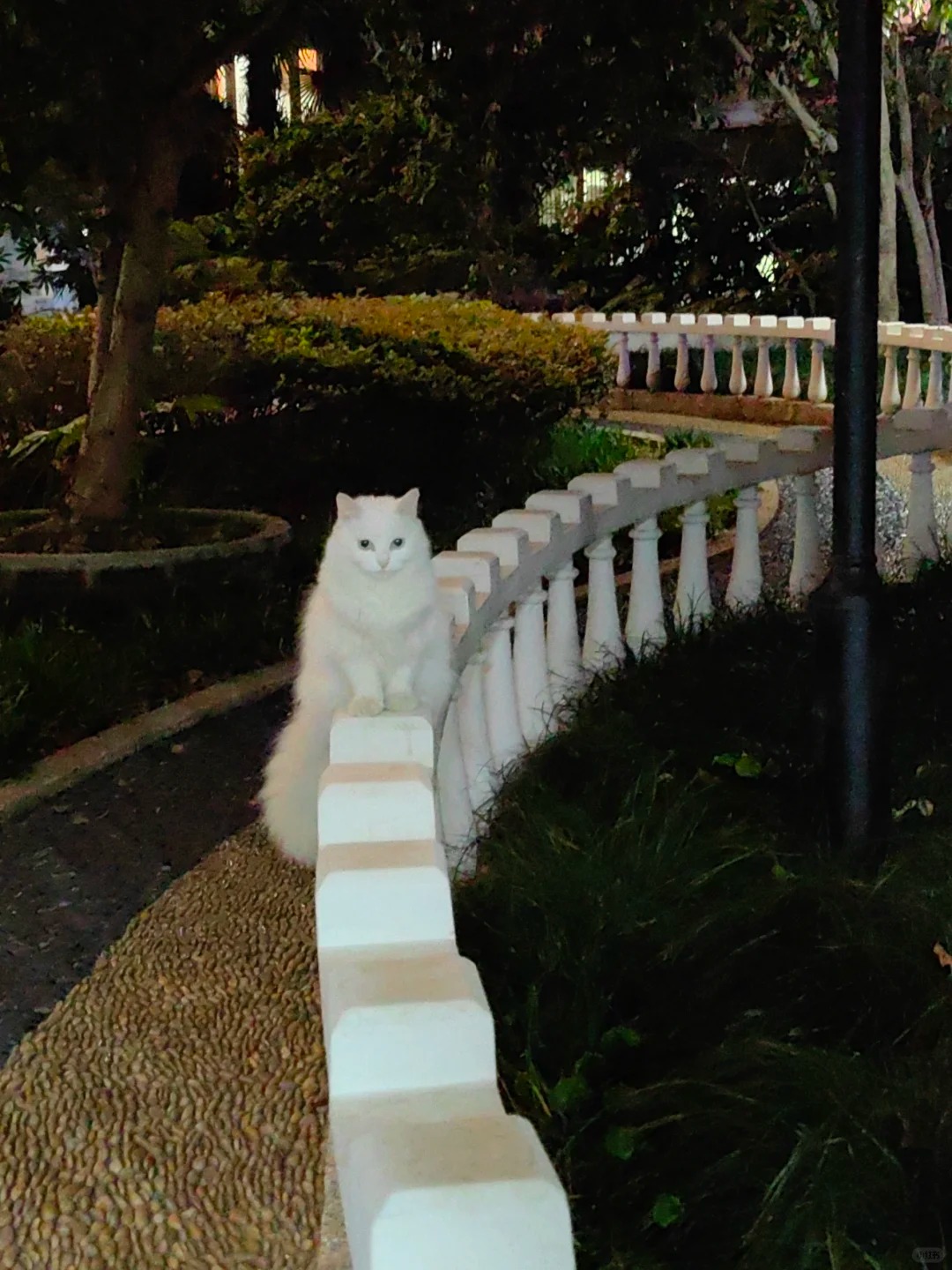 小区新引进的雕塑
猫猫雕塑，向你走来，打劫冻干！