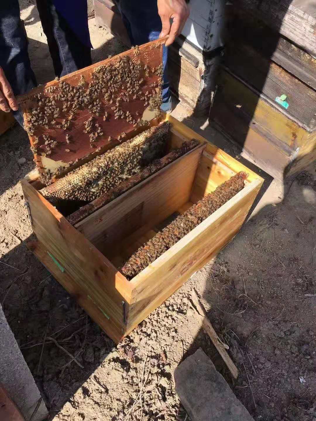 养蜂初学的朋友估计都会遇到，蜜蜂不上脾