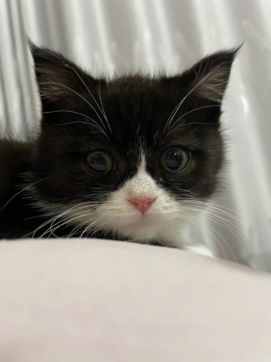 为什么大家都喜欢奶牛猫啊～