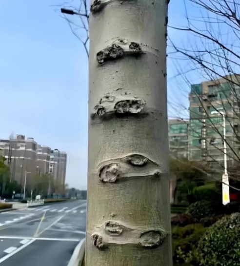 路边这棵树很记仇啊...