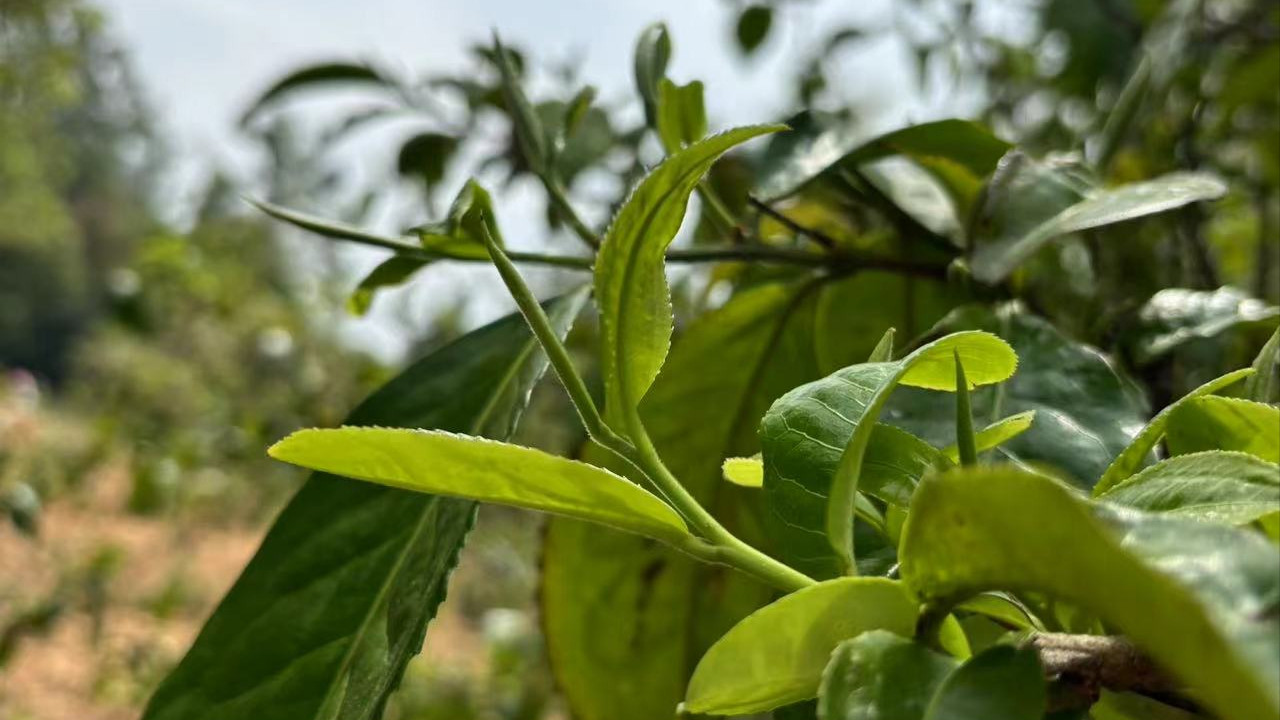 勐库大雪山普洱茶，收藏转化了4年，如今口感完全像换了一个茶！