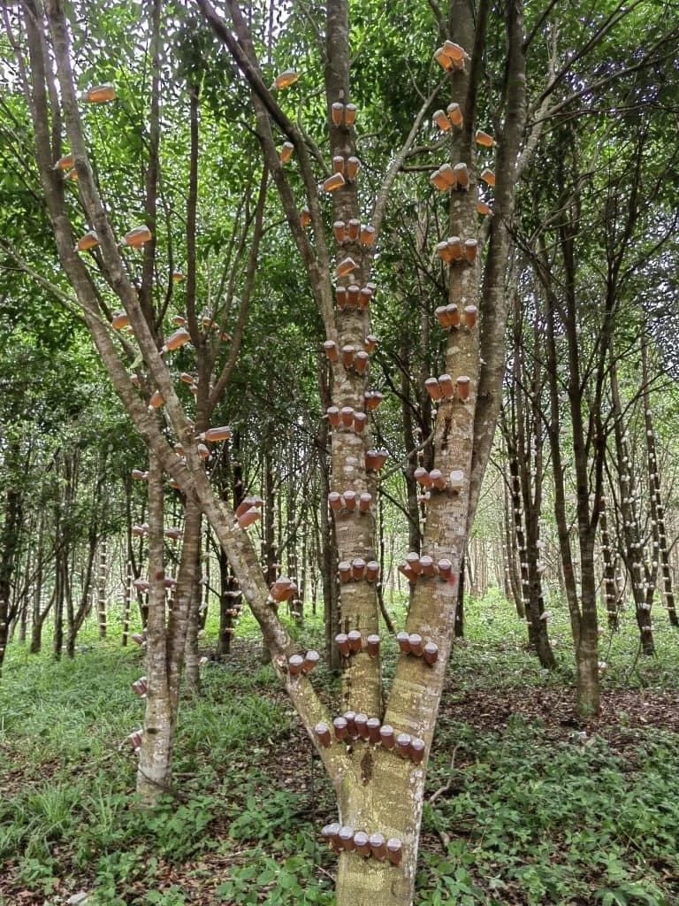 触目惊心的逆天改命现场
人工种植沉香林，大规模植菌液造香现场。从野生搏概率到圈养