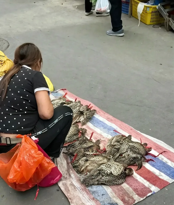 今早去吃早餐路过集市的时候，看到一个以前没见过的大姨在摆摊，没看清楚卖的是什么东
