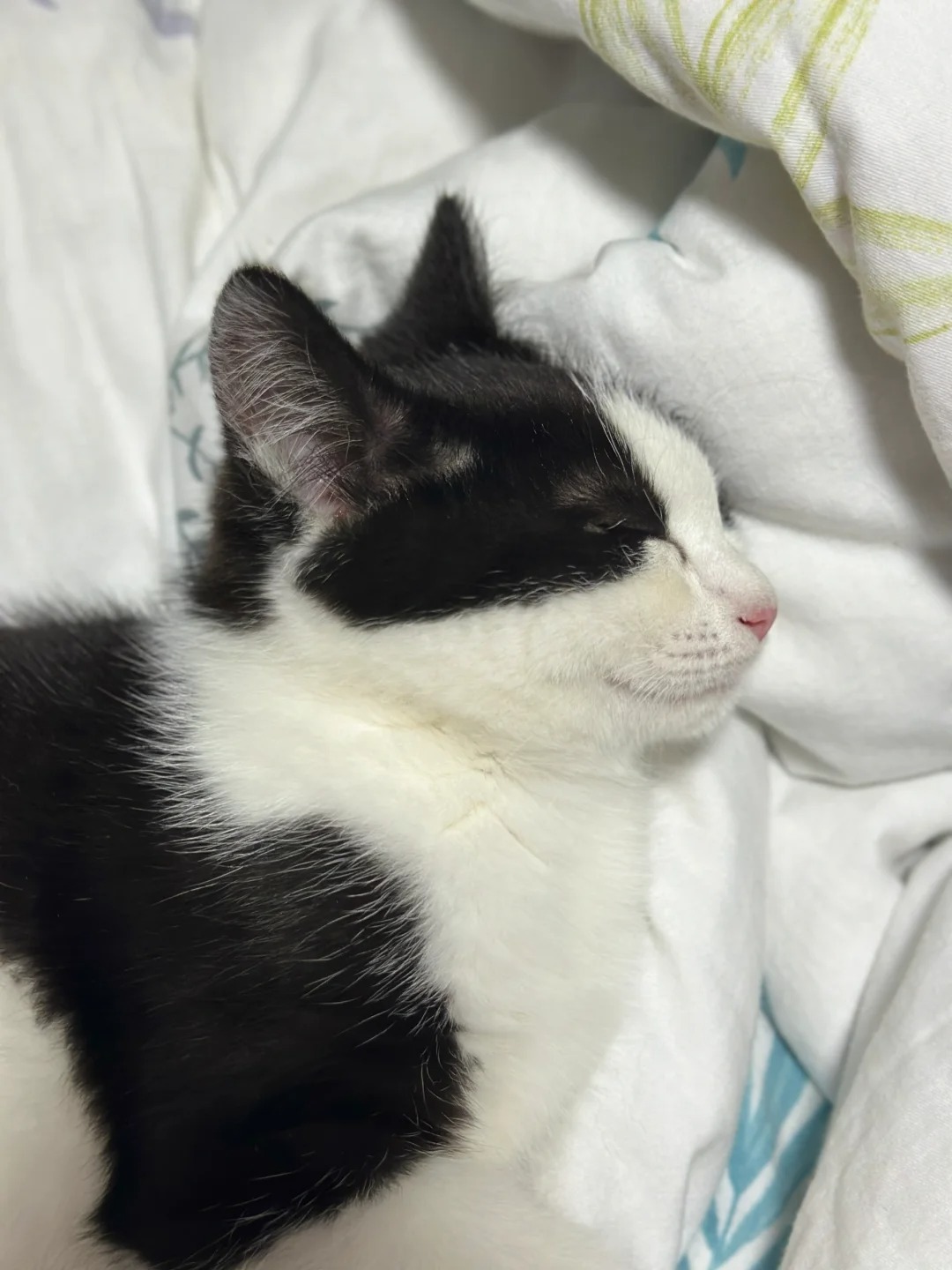 请教奶牛小猫长大了也会是尖脸吗？
她麻麻是布偶
爸爸不知道是什么猫
现在是个尖脸