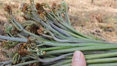 被誉为“野菜之王”的蕨菜，怎能不尝尝，春天的味道