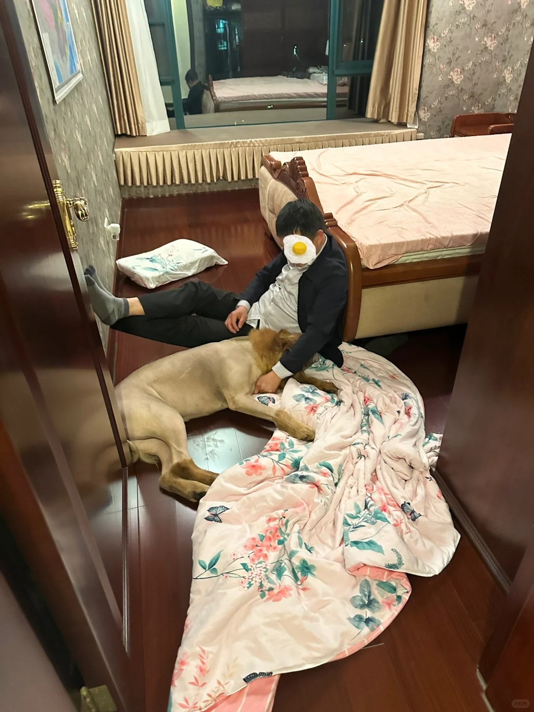 当你爸喝醉了
而你家正好有狗的话……

狗狗剃毛是因为皮肤病