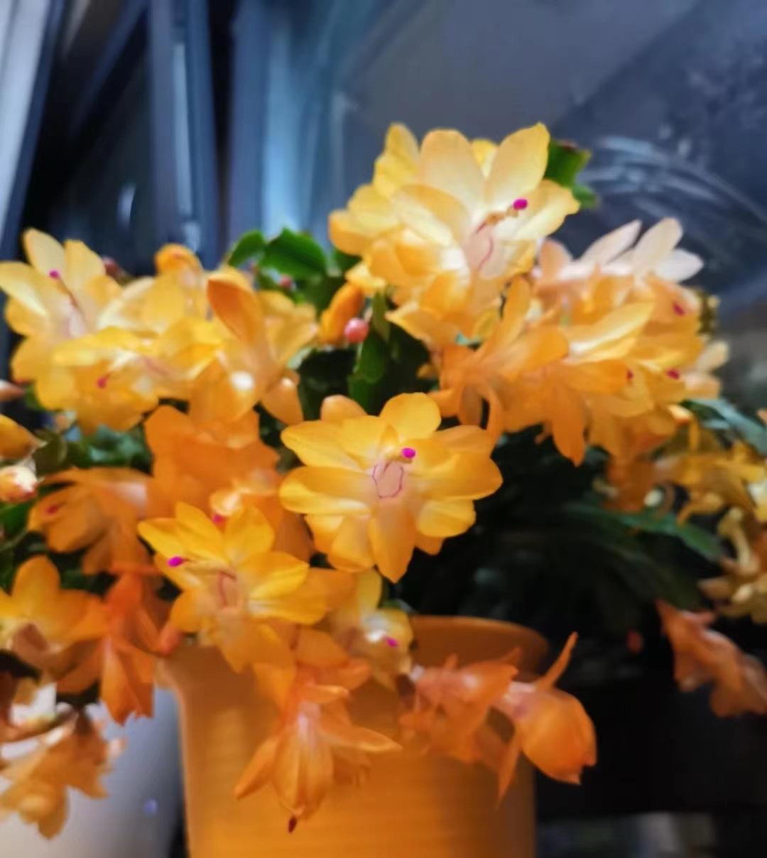 
黄金蟹爪兰——金灿灿、闪亮亮的花色，每年 和 各开一波花，生性皮实好养，喜光照