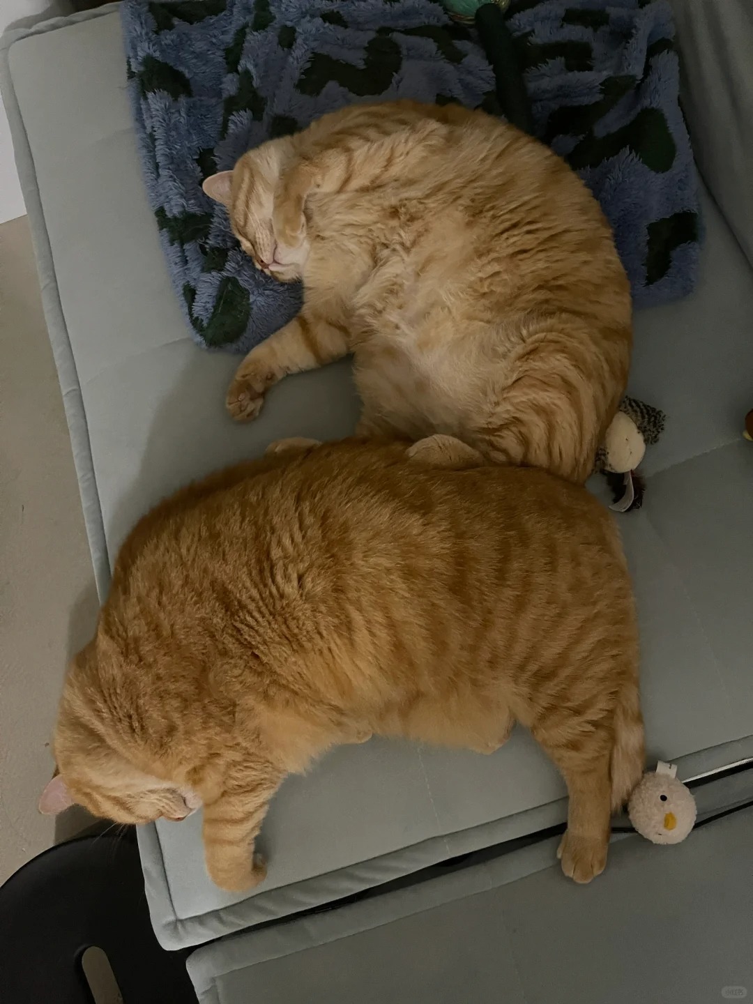 别人养小猫 我养牛角包
大半夜的 硬是给人看饿了