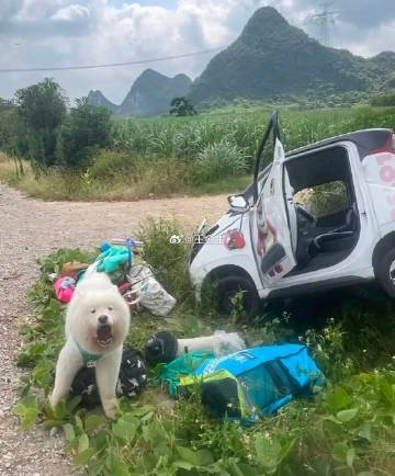 萨摩耶：你会不会开车？ 