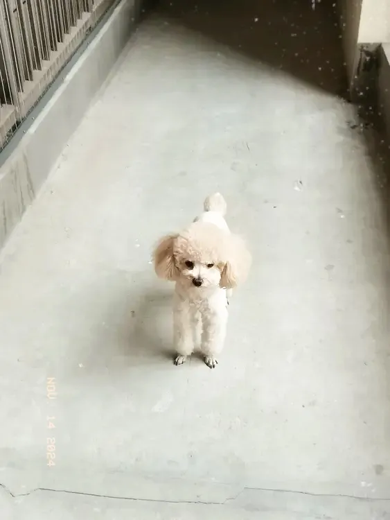 雨天狗子还是在连廊上放放风吧！