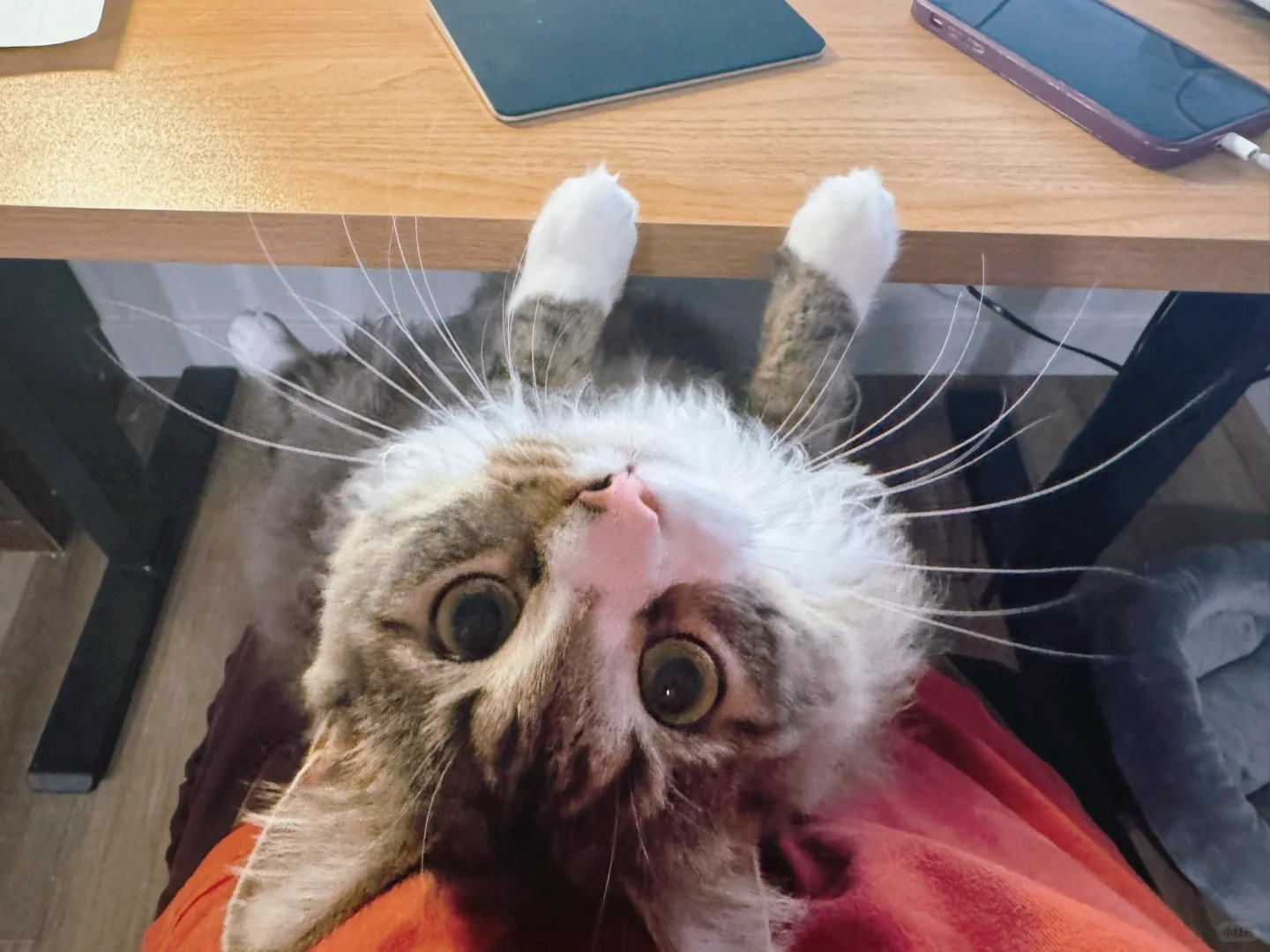 梦见我的猫对我说 她的毛很软让我多抱抱她
最近不是春假就是在赶论文，每天都坐在书