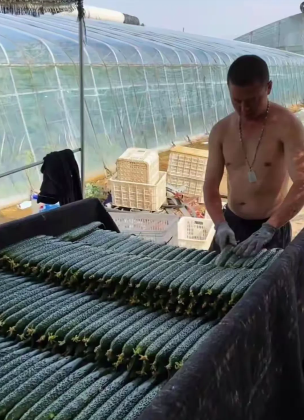 山东，有一位大货车司机跟雇主前去一个大棚里运蔬菜，当他跟雇主来到大棚里，发现有一