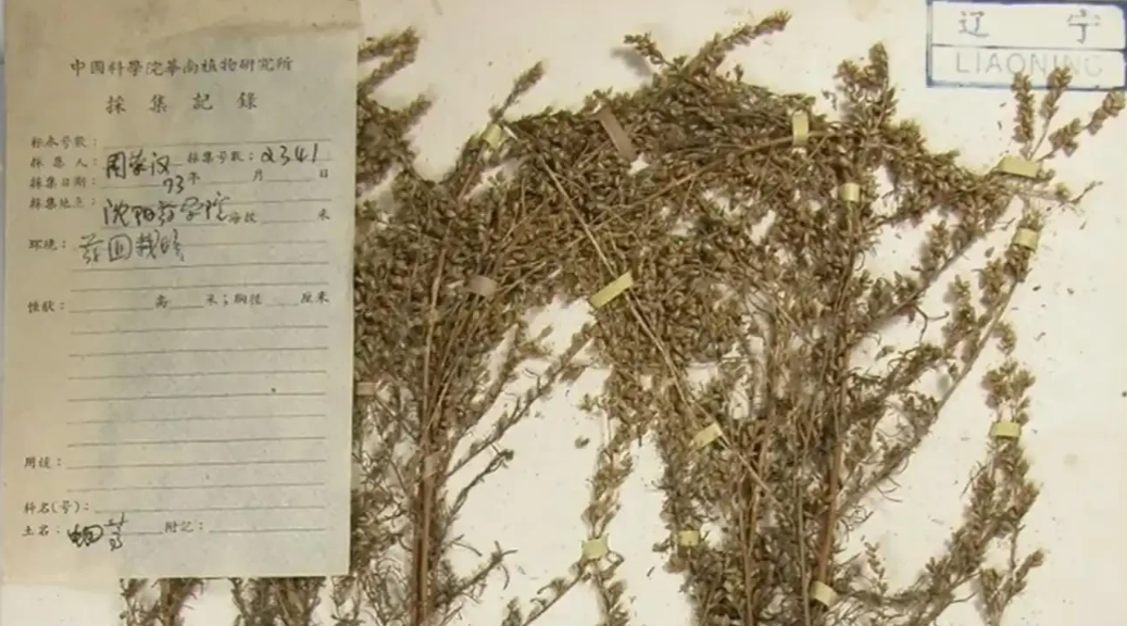 1952年，苏联援助了我国 20克极为珍贵的蛔蒿种子，它们被分为4份，在四个国营