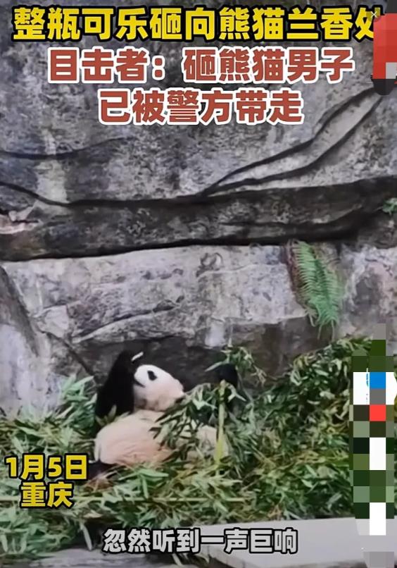 “太坏了！”重庆，男子动物园里当众拿整瓶可乐砸大熊猫的头，疼得大熊猫不断地搓头，