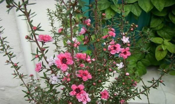
年宵花里的“松叶牡丹”——松红梅
松红梅属于桃金娘科、常绿小灌木，因为叶似松针