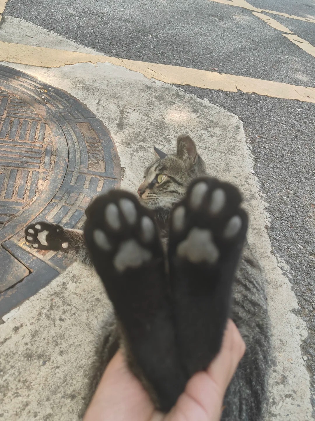 在学校捡到两根猫爪…
好可爱的猫爪，我先吃了