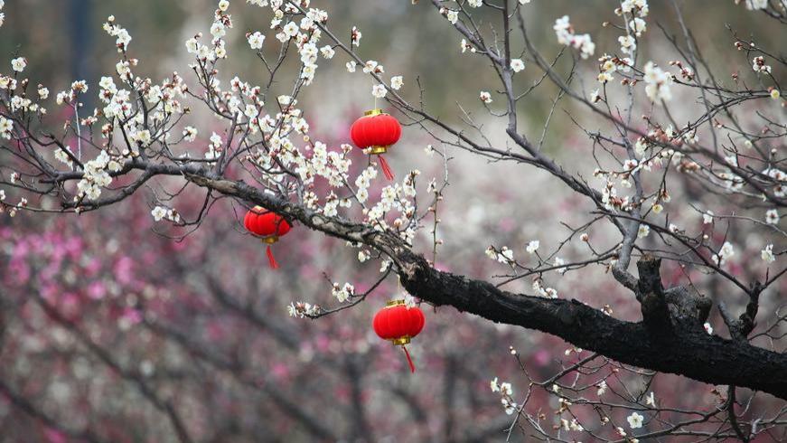 欲探春信早且赏梅花香，十首咏梅的诗词，梅花绽放时，春意满枝头