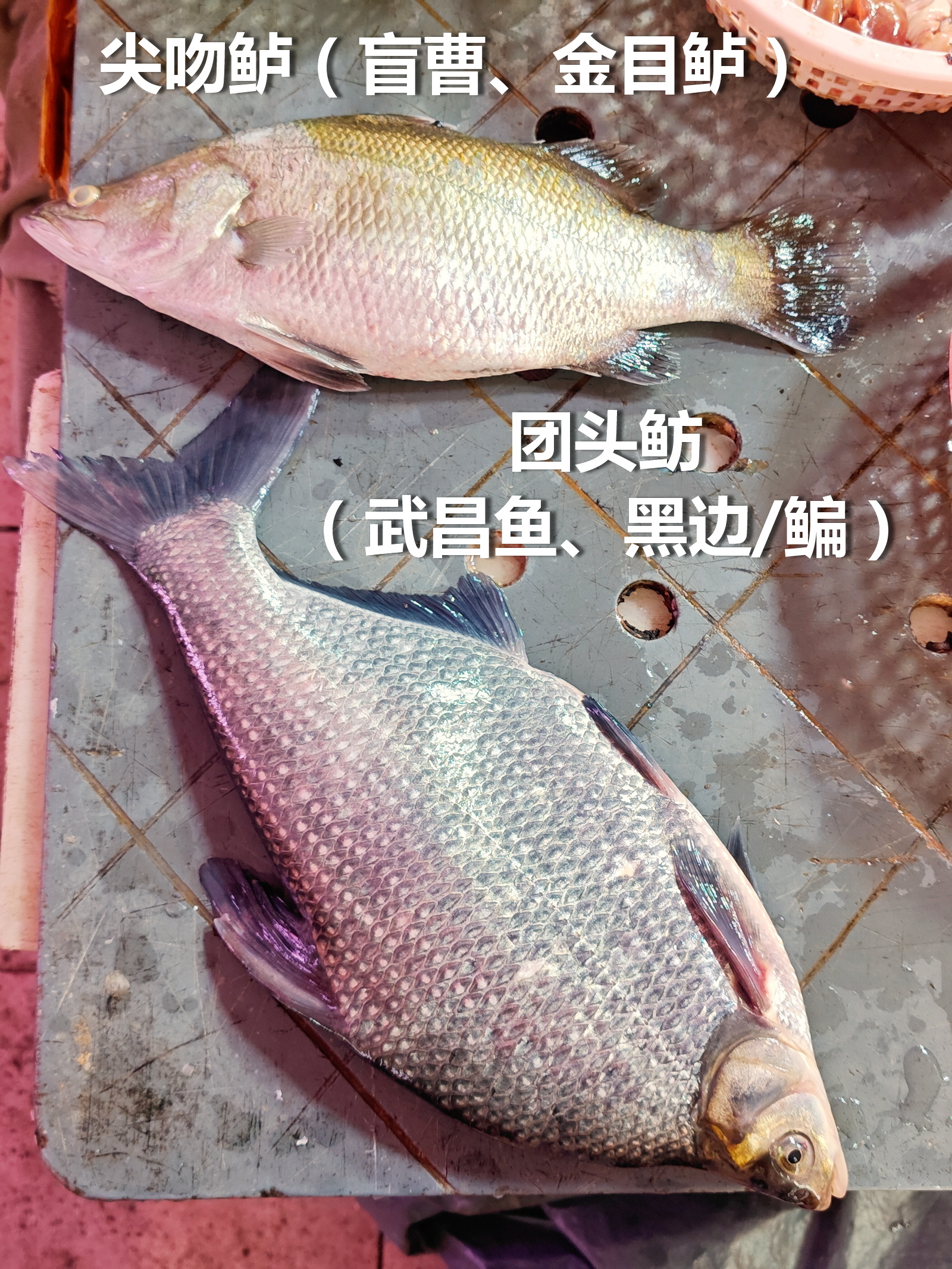 尖吻鲈（盲曹、金目鲈）和团头鲂（黑边，武昌鱼），勉强算广东外来货。
尖吻鲈中国海