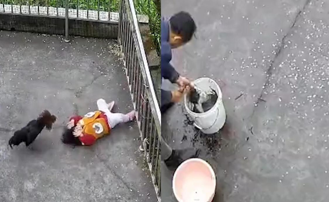 笑喷了！一只鸡飞踹2岁小女孩后，

被爷爷直接炖成了汤，忽然想起去年自家农场里那