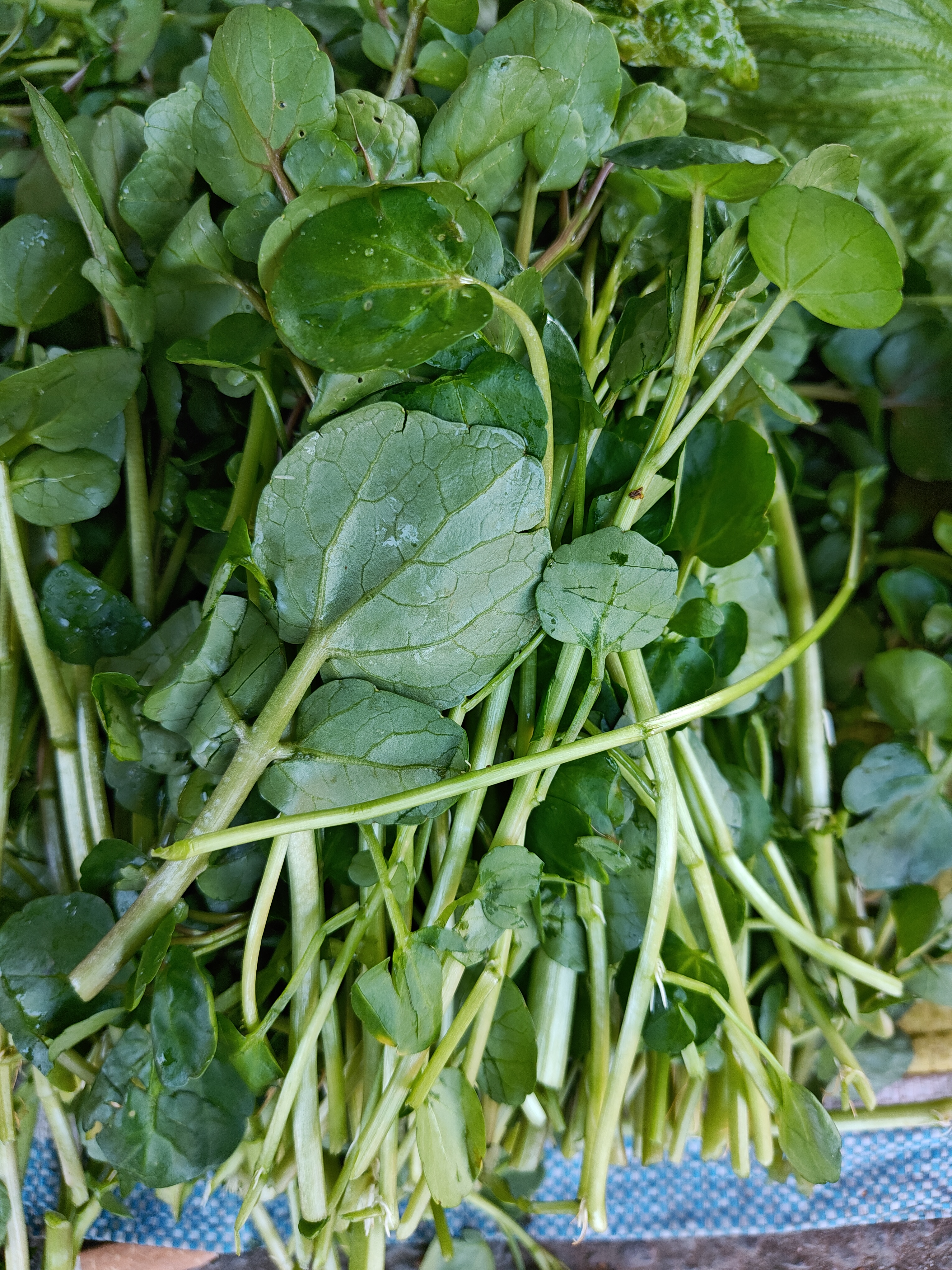【自种西洋菜】莲花山码头，一个阿姨的本地菜，居然有自种的西洋菜，真是难得。还有生