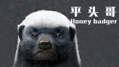 杨老五，真的疯啦！满血复活，又开始砸缸！自称“天津平头哥”！