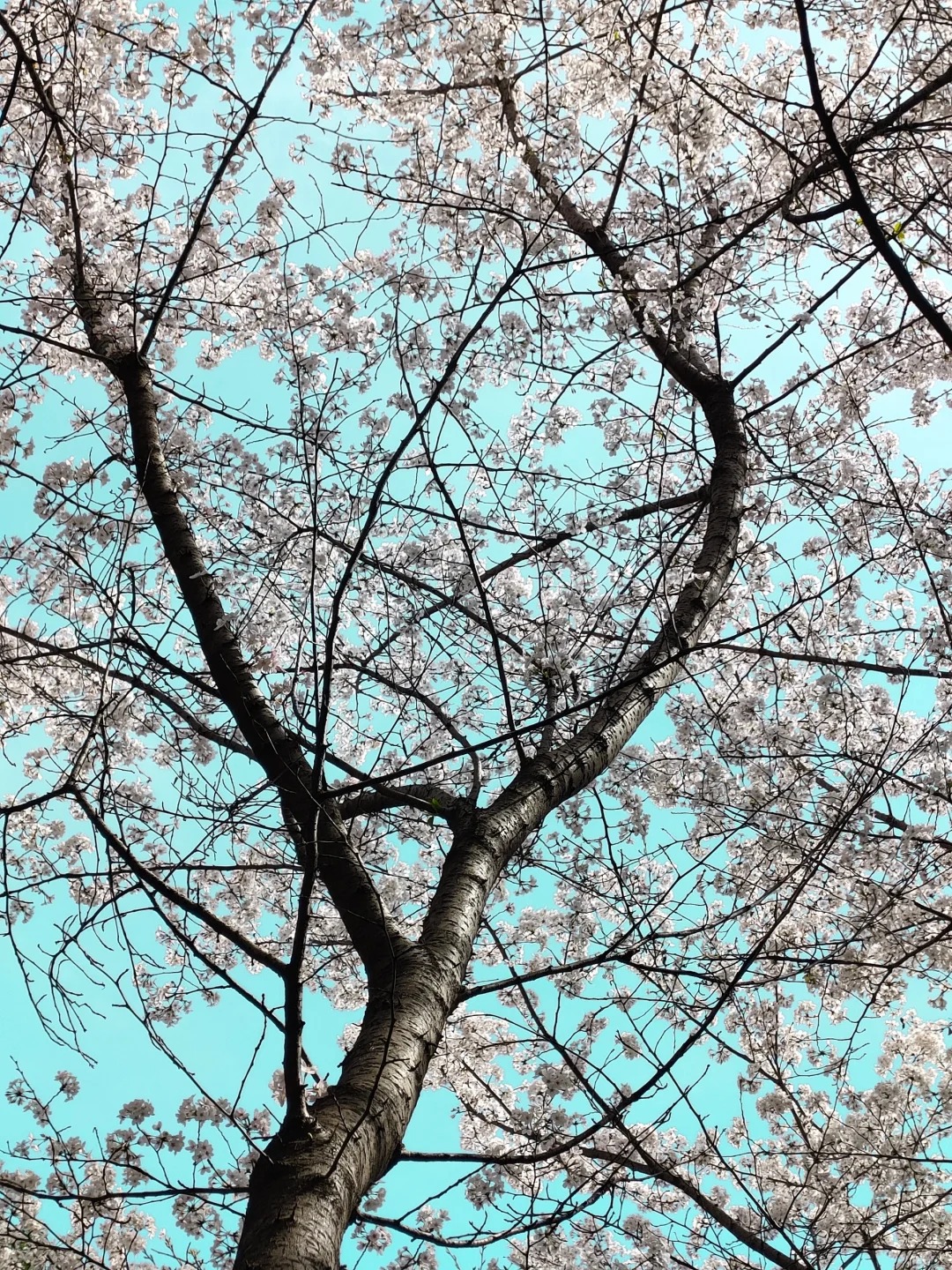 怎么有人拍花还要发朋友圈