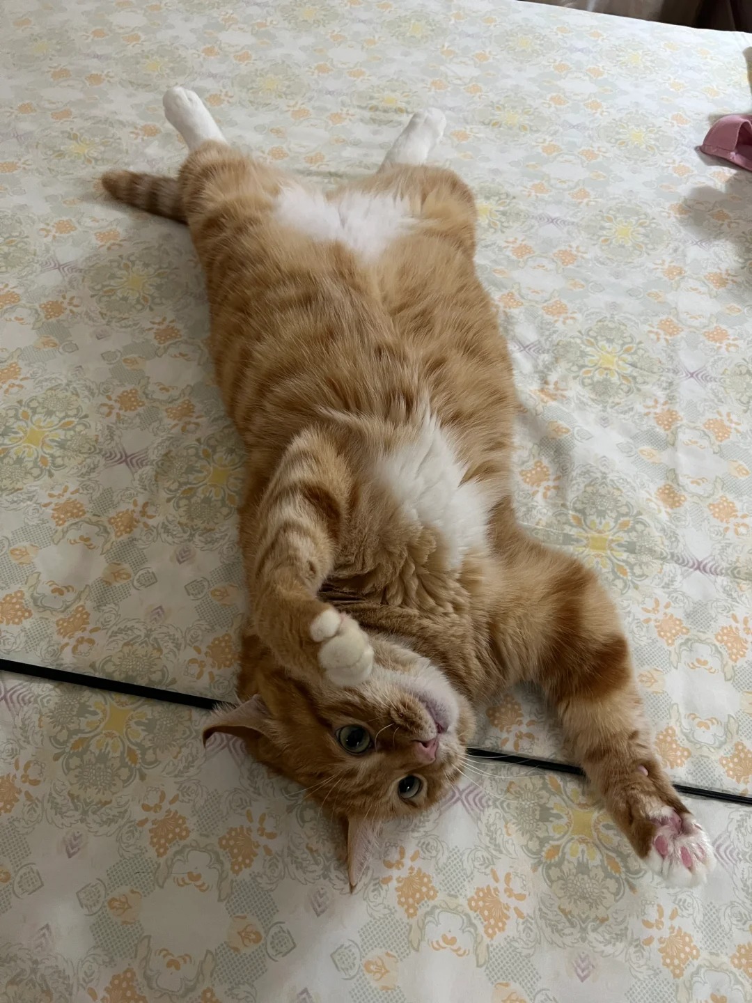 别把橘猫发朋友圈了，谁看啊…
