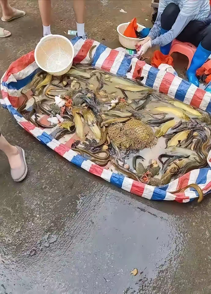 野生的太好吃但有点贵！ ​​​