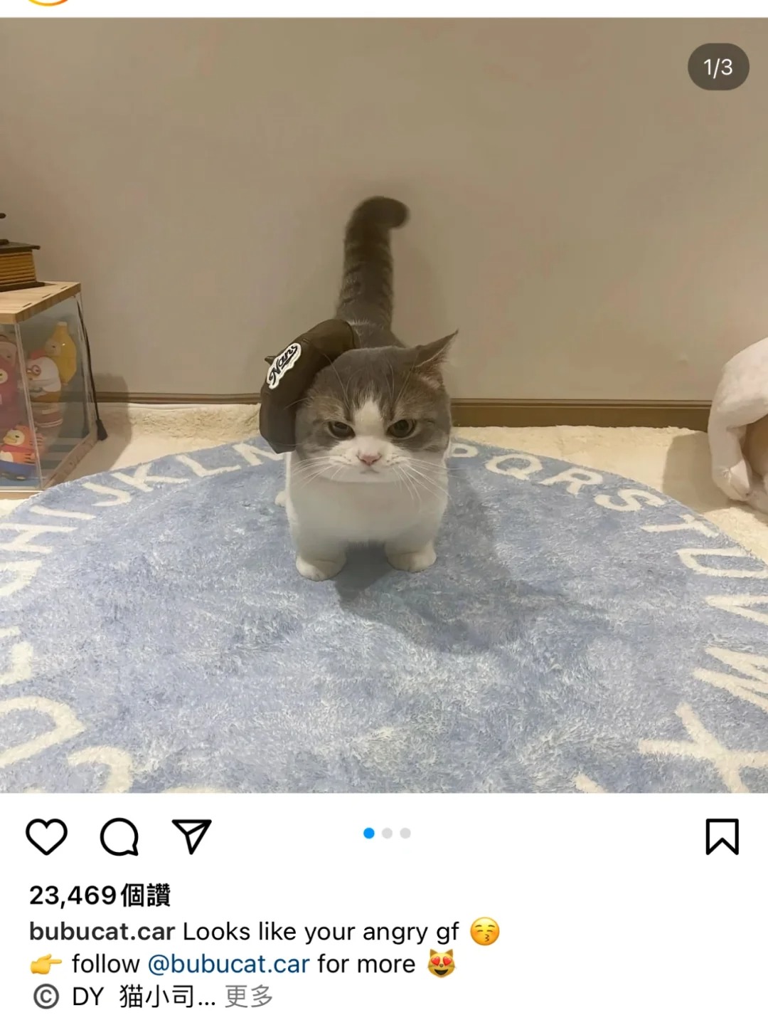 粉丝跟我说我家猫🔥到国外了
原来一坨小鼻嘎在国外也那么多ee喜欢啊！🥰